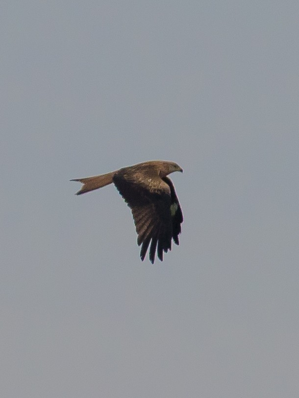 Red Kite - ML646389782