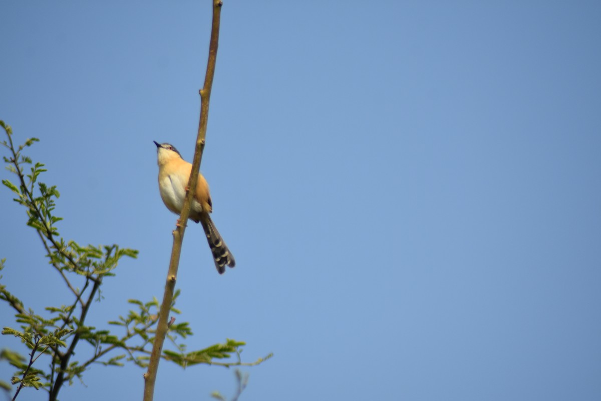 Ashy Prinia - ML646389784