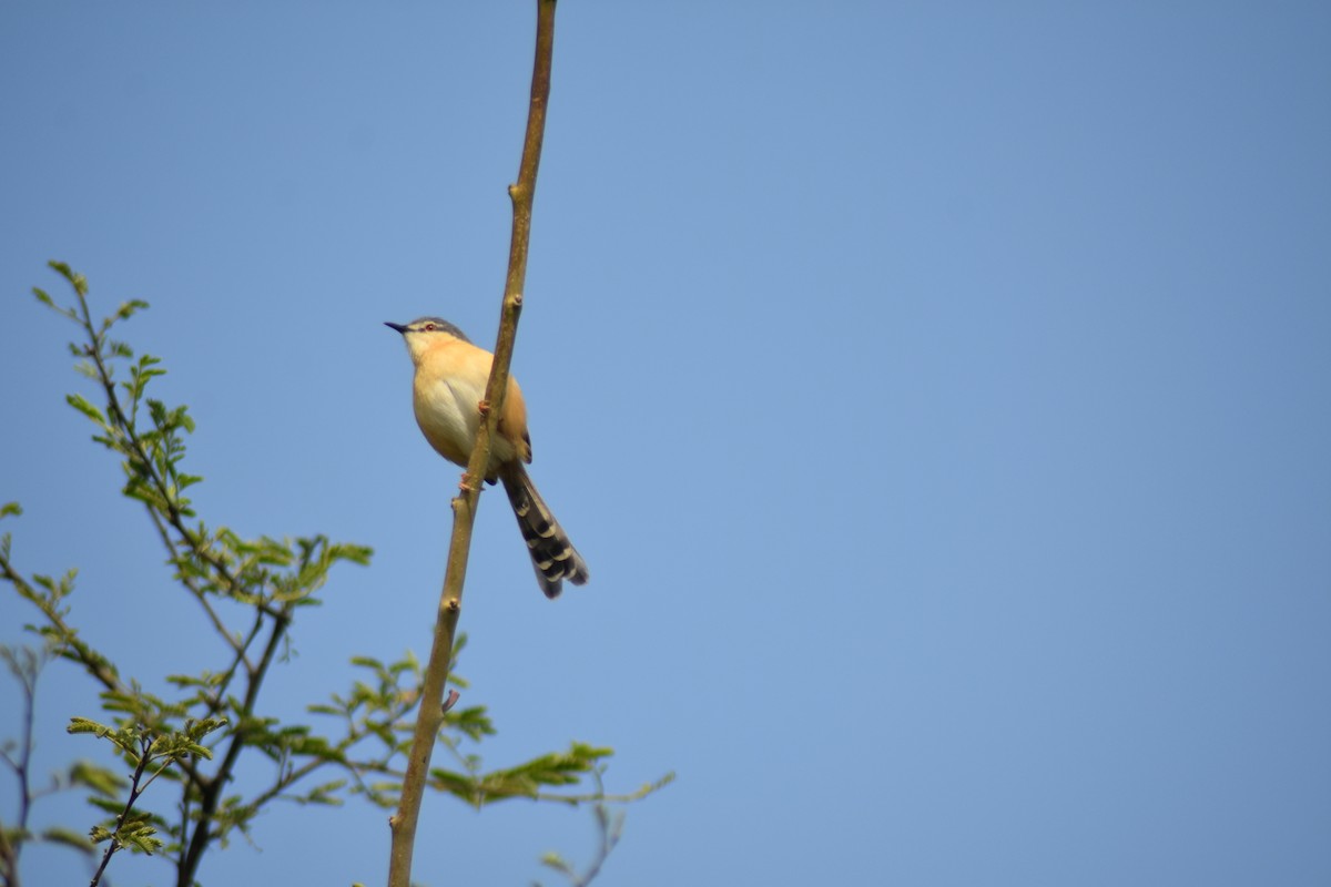Ashy Prinia - ML646389785