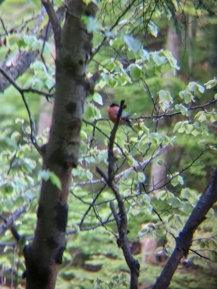 Eurasian Bullfinch - ML646389786
