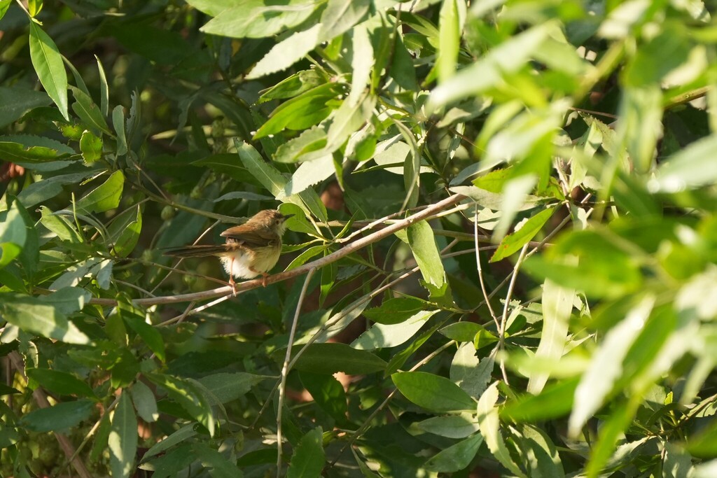 Prinia délicate - ML646389788