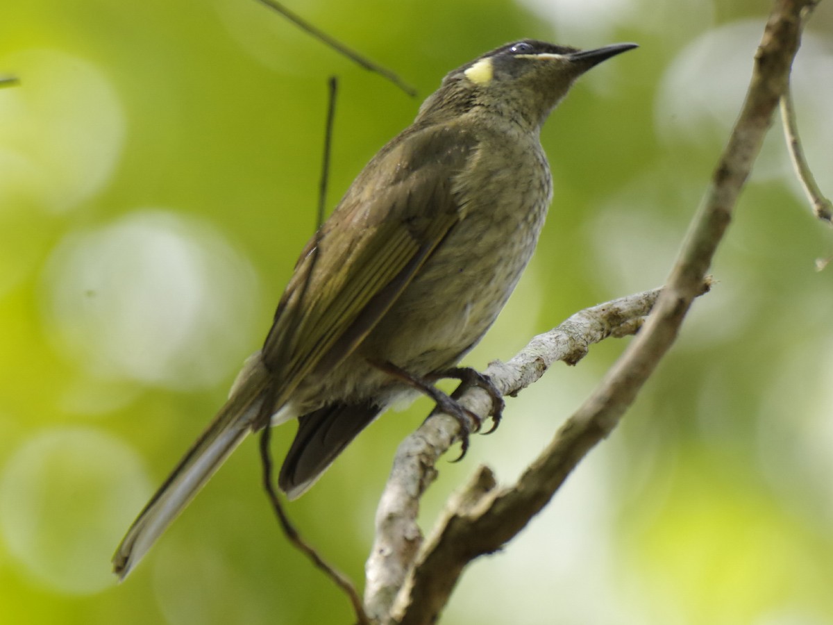 Lewin's Honeyeater - ML646389789