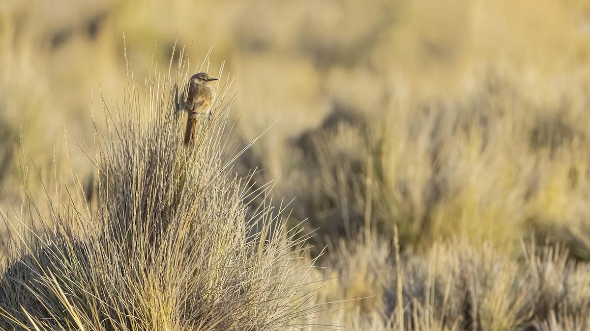 Cordilleran Canastero - ML646389796