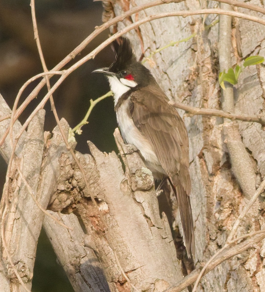 Red-whiskered Bulbul - ML646389797