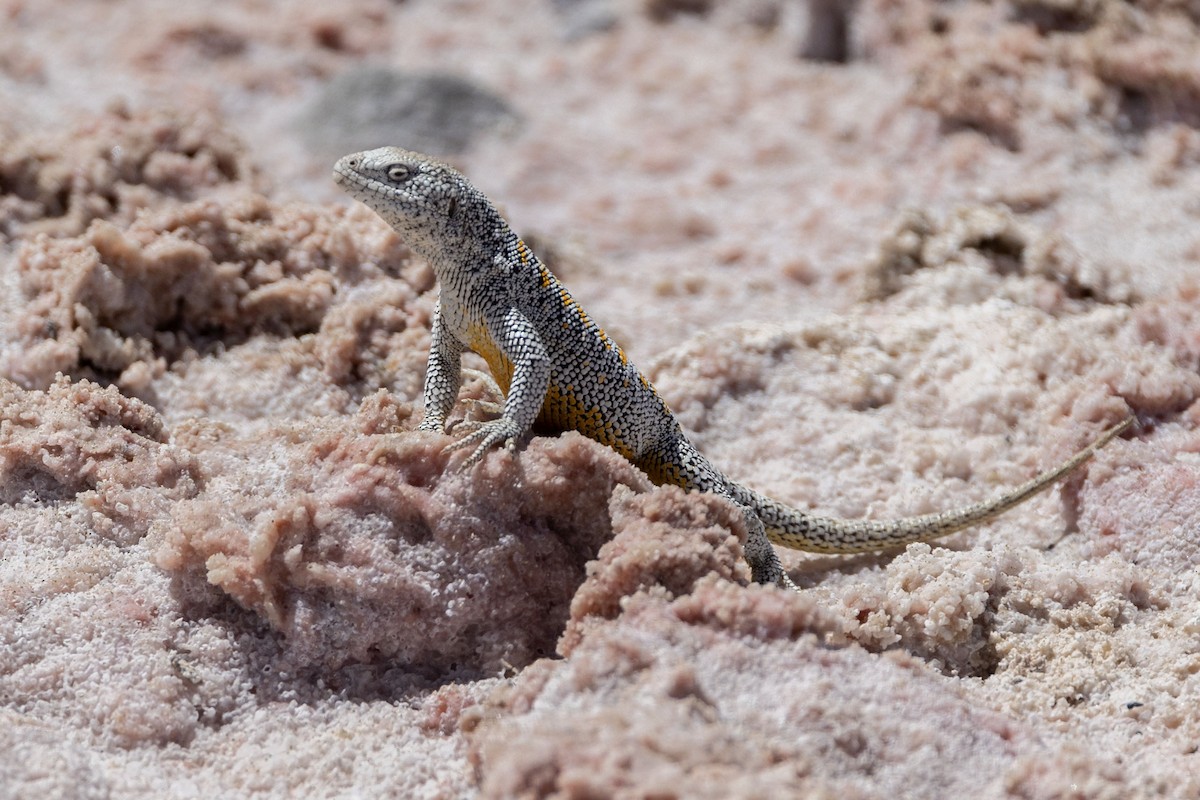 Llano de Vilama Smooth-throated Lizard - ML646389798