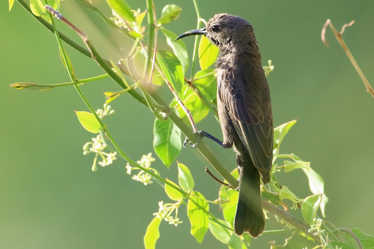 Arabian Sunbird - ML646389799