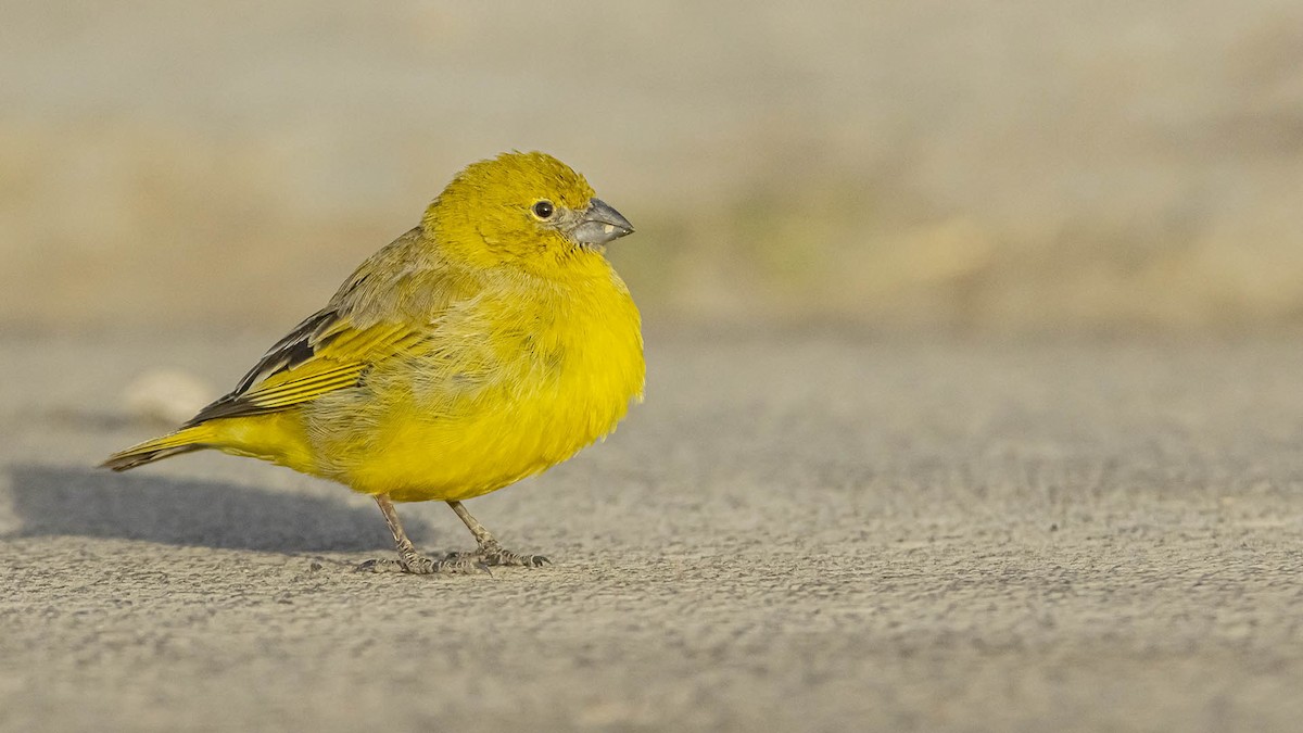 Puna Yellow-Finch - ML646389800