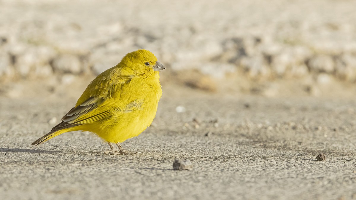 Puna Yellow-Finch - ML646389801