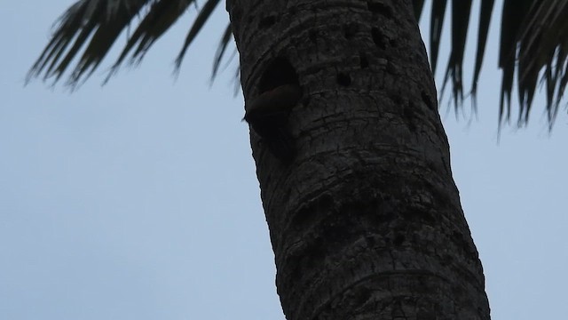 Pito Sultán Grande - ML646389805