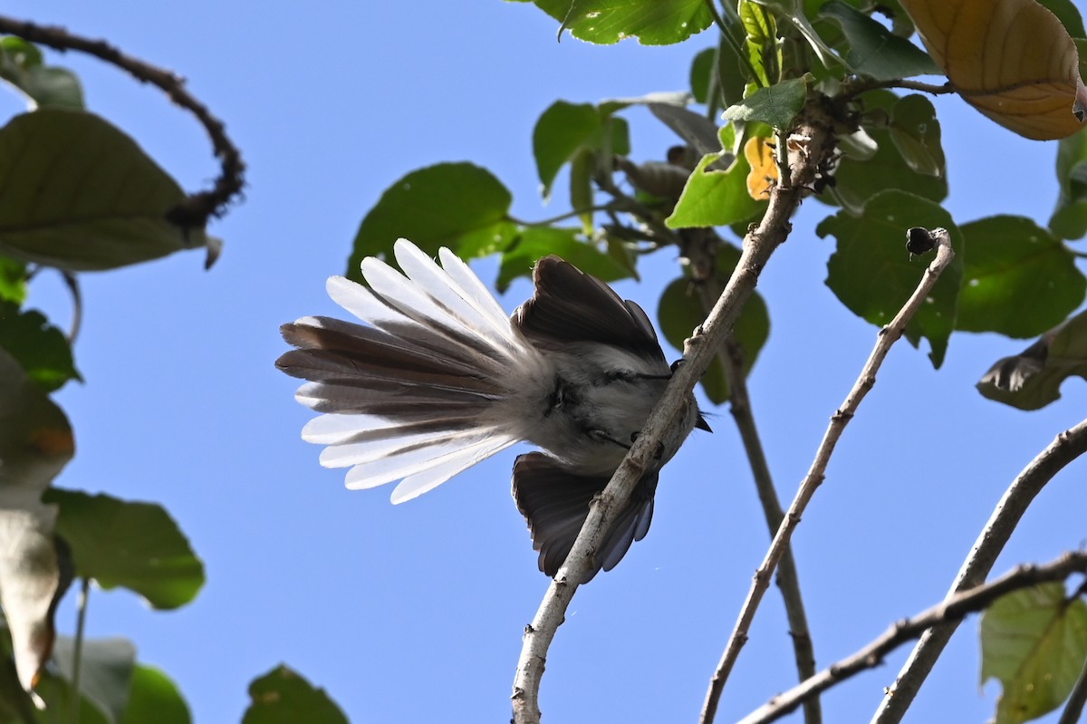 White-tailed Blue Flycatcher - ML646389810