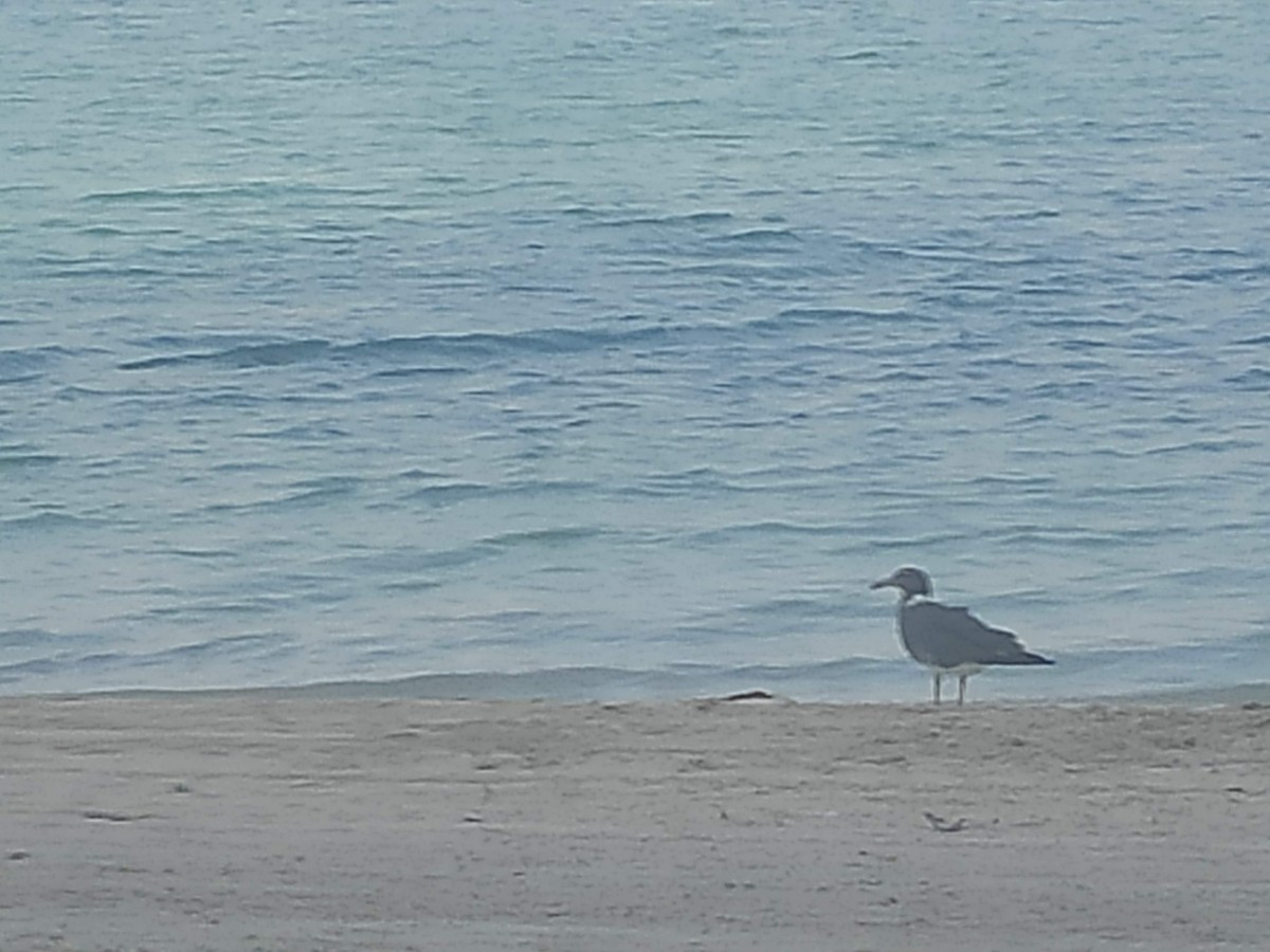 Sooty Gull - ML646389814