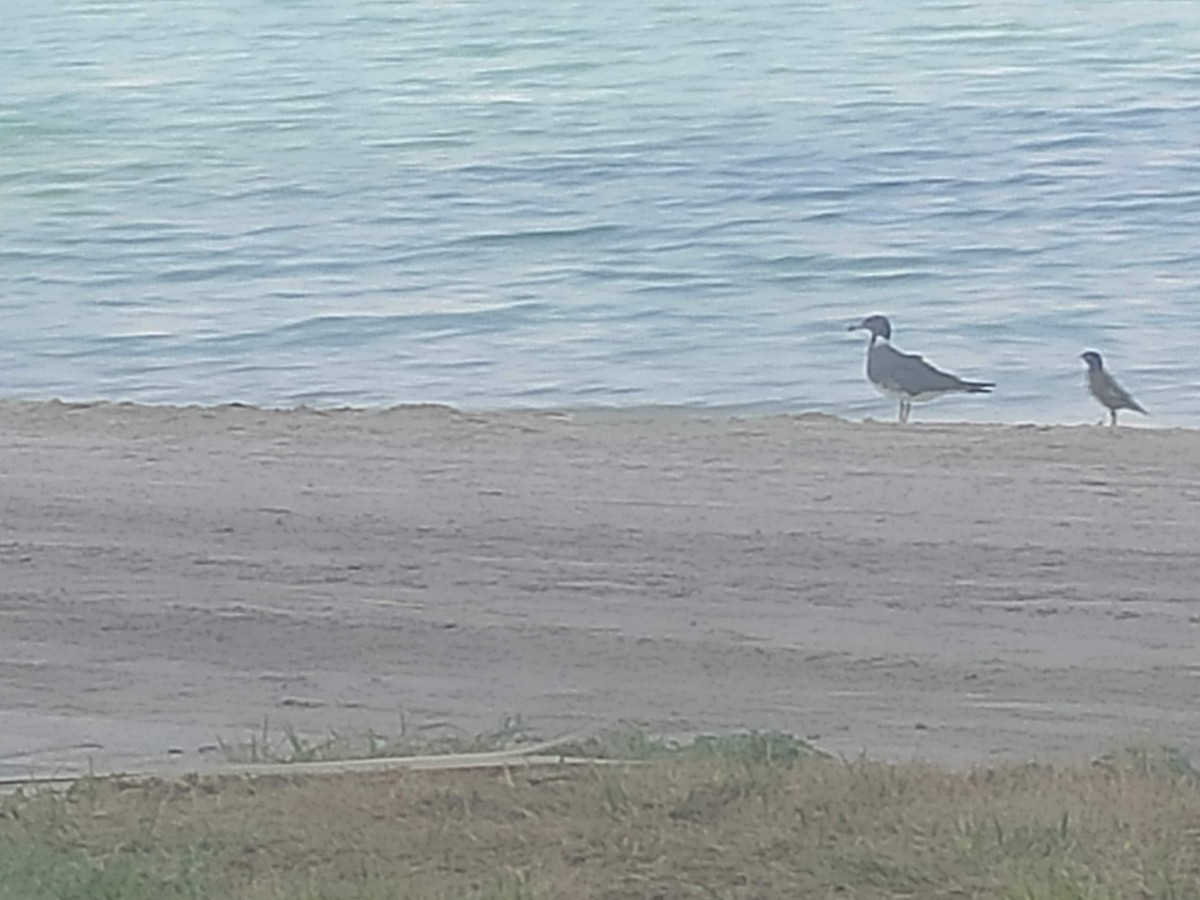 Sooty Gull - ML646389815