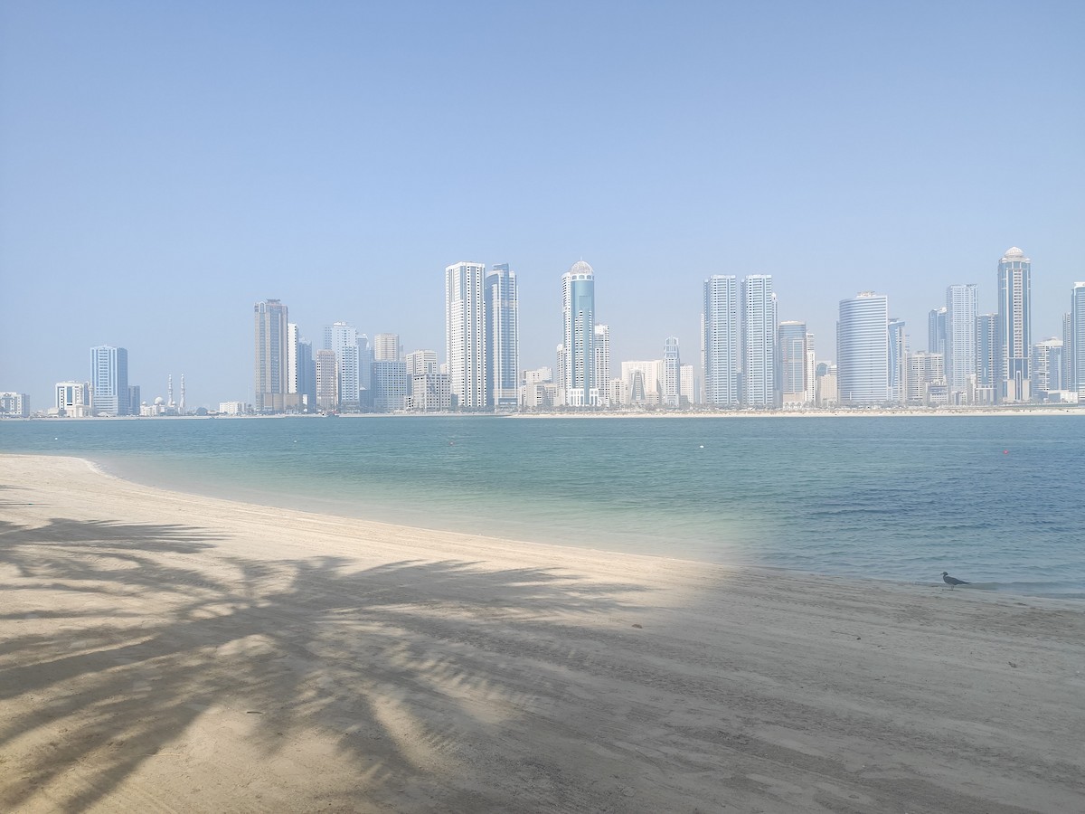 Sooty Gull - ML646389816