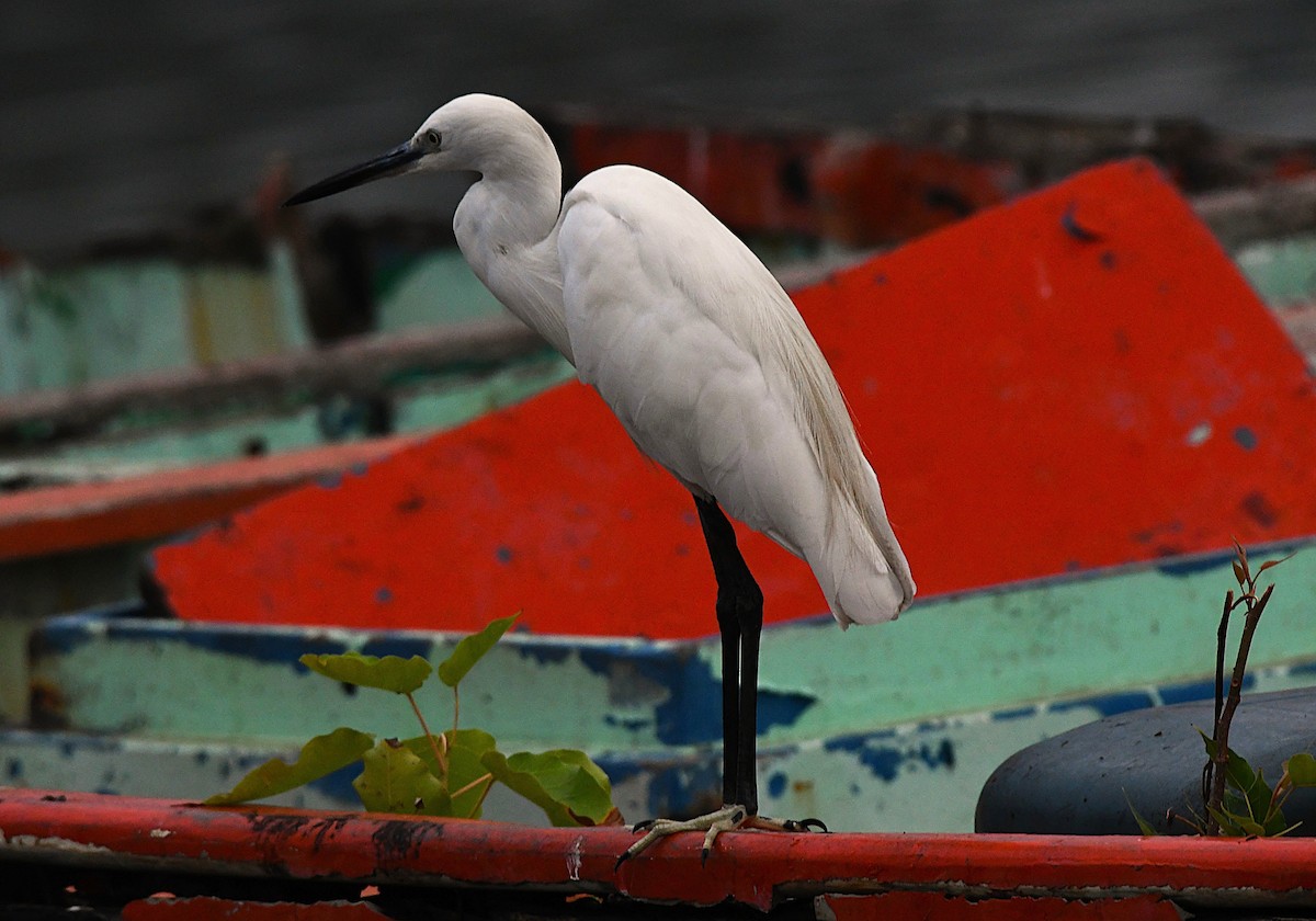 小白鷺 - ML646389819