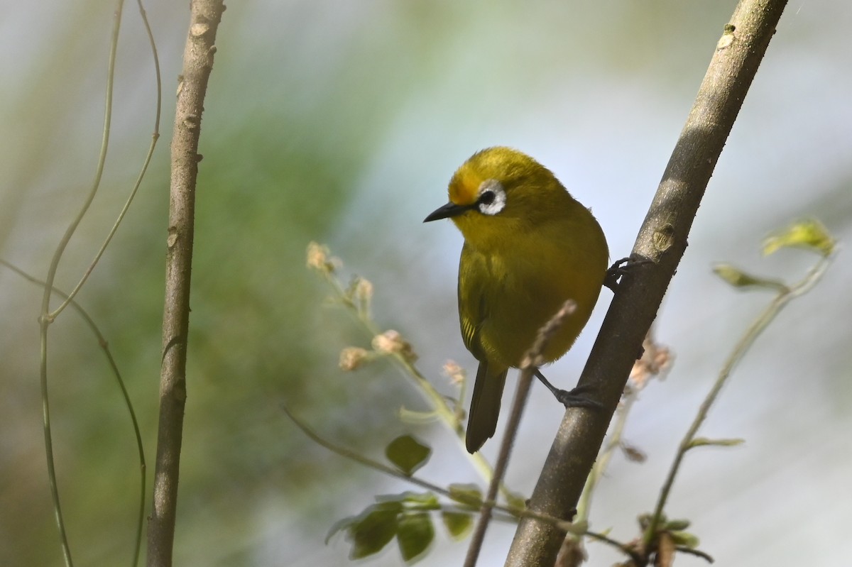 Mbulu White-eye - ML646389820
