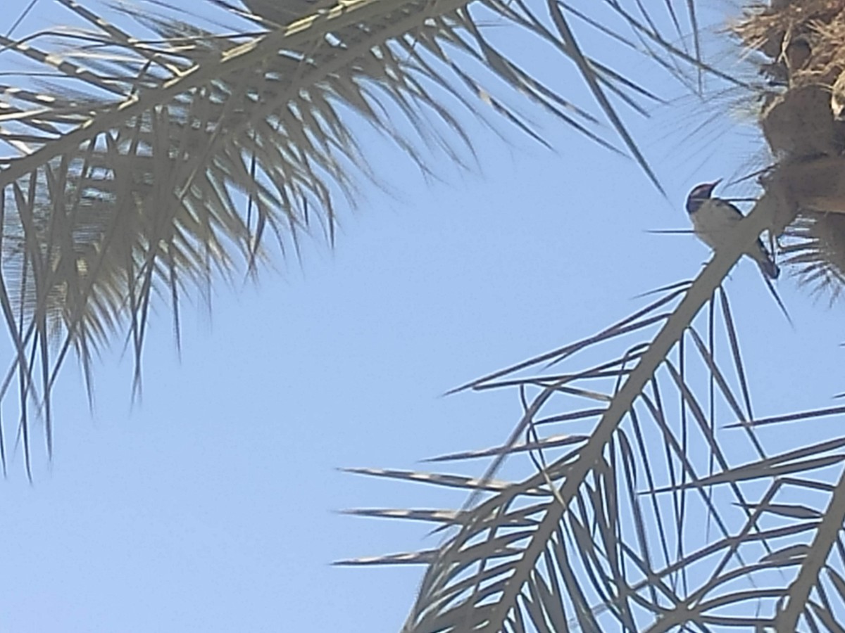 Indian Pied Starling - ML646389821