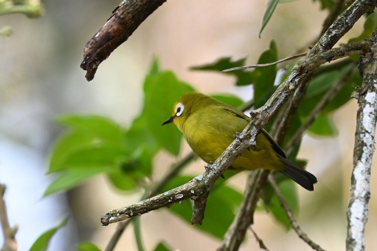 Mbulu White-eye - ML646389822