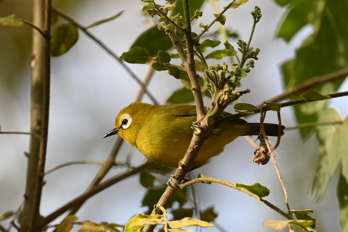 Mbulu White-eye - ML646389823