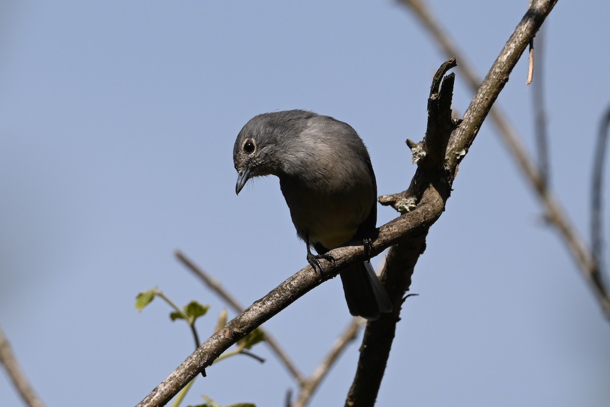 White-eyed Slaty-Flycatcher - ML646389825