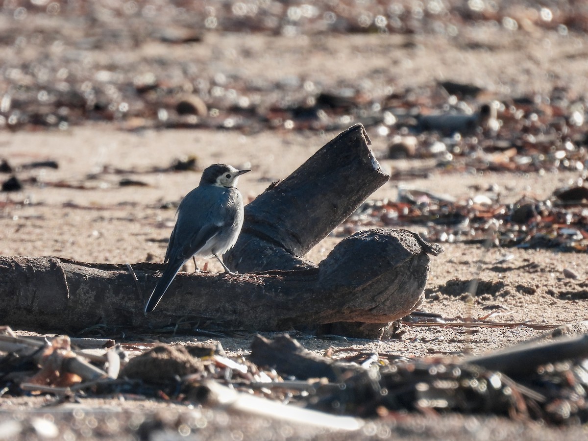 White Wagtail - ML646389826