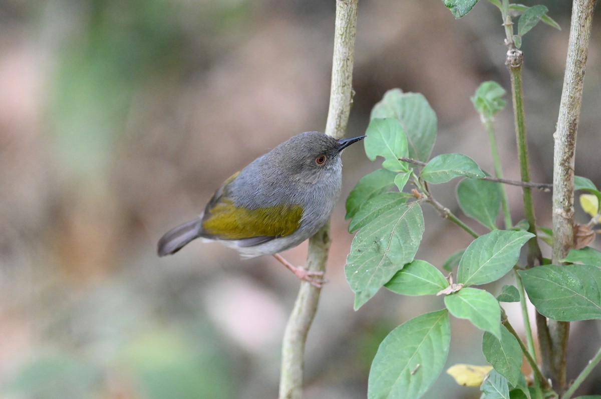 Green-backed Camaroptera (Gray-backed) - ML646389827