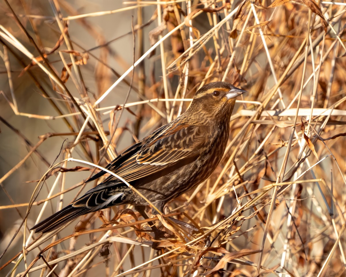 שחרורית אדומת-כנף - ML646389828