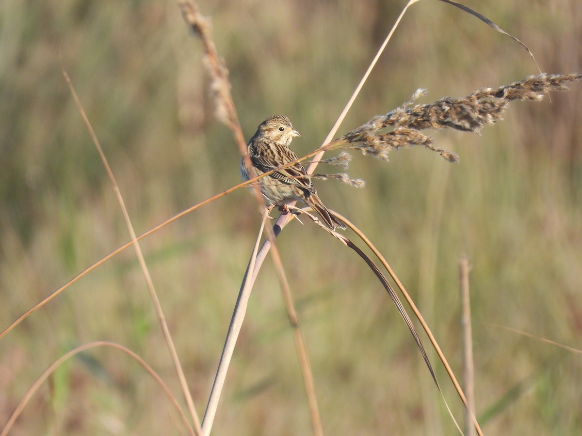 Corn Bunting - ML646389838