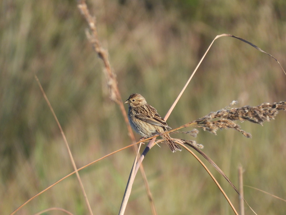 Corn Bunting - ML646389839