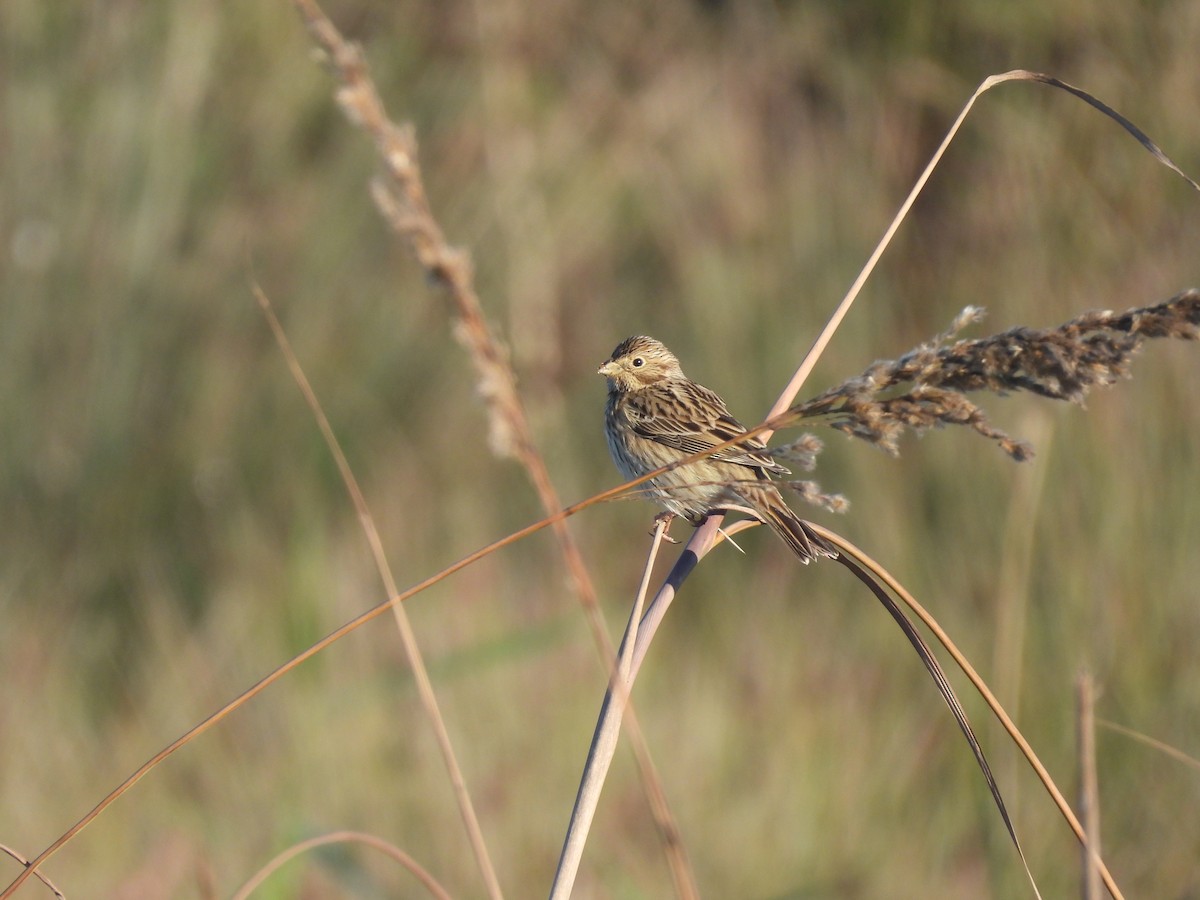 Corn Bunting - ML646389840