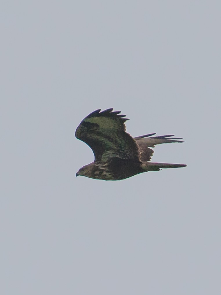 Common Buzzard - ML646389845