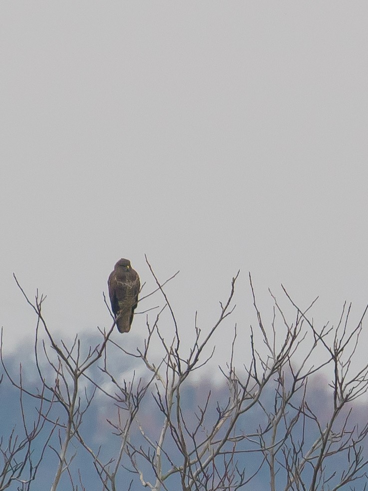 Common Buzzard - ML646389846