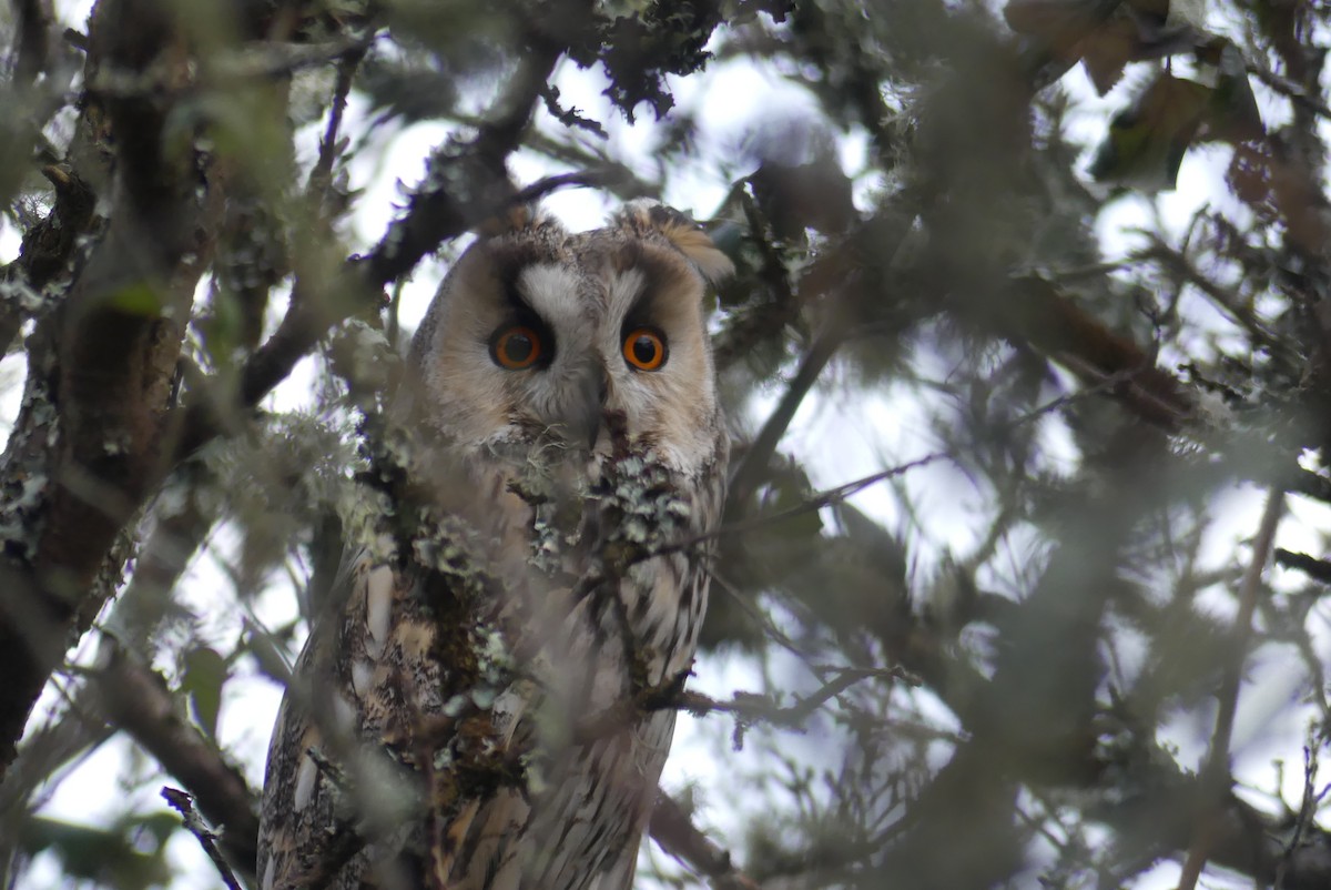 Ушастая сова - ML646389851