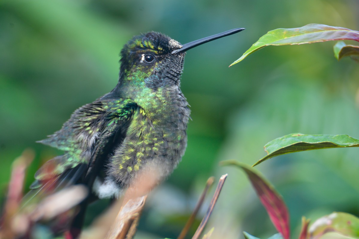 Talamanca Hummingbird - ML646389852