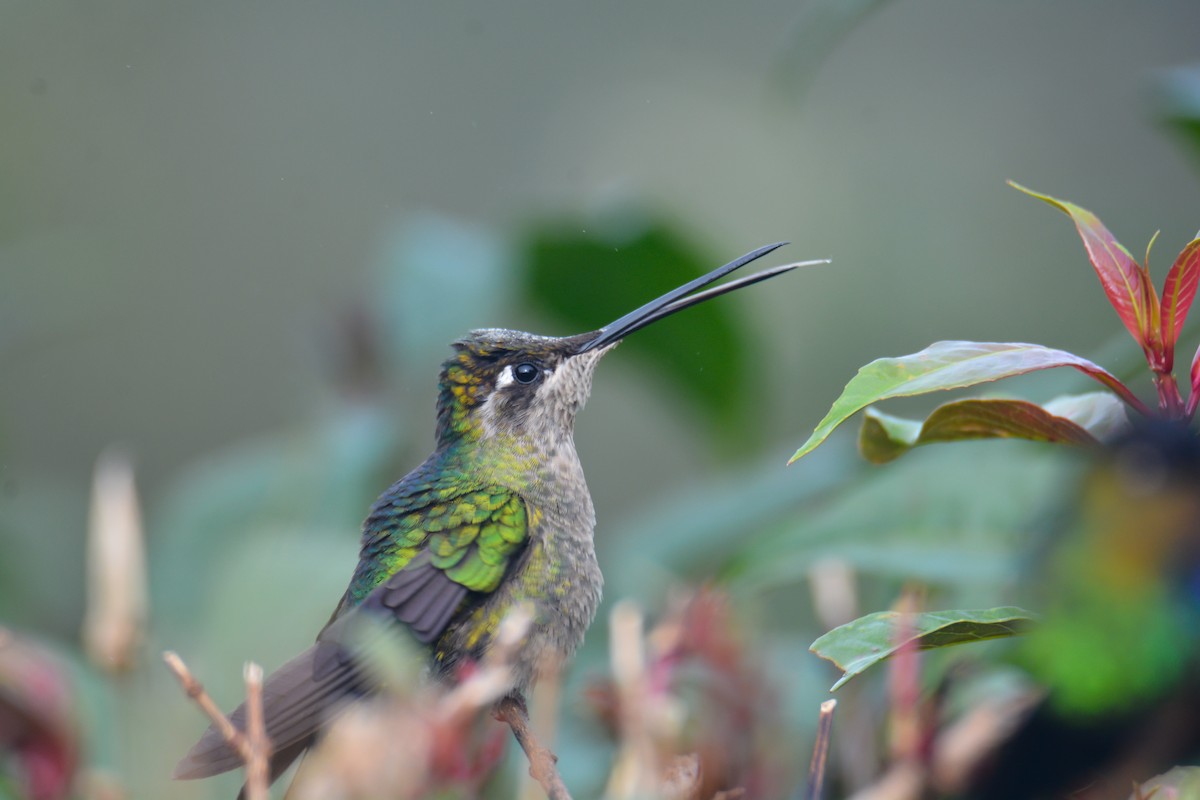 Talamanca Hummingbird - ML646389853