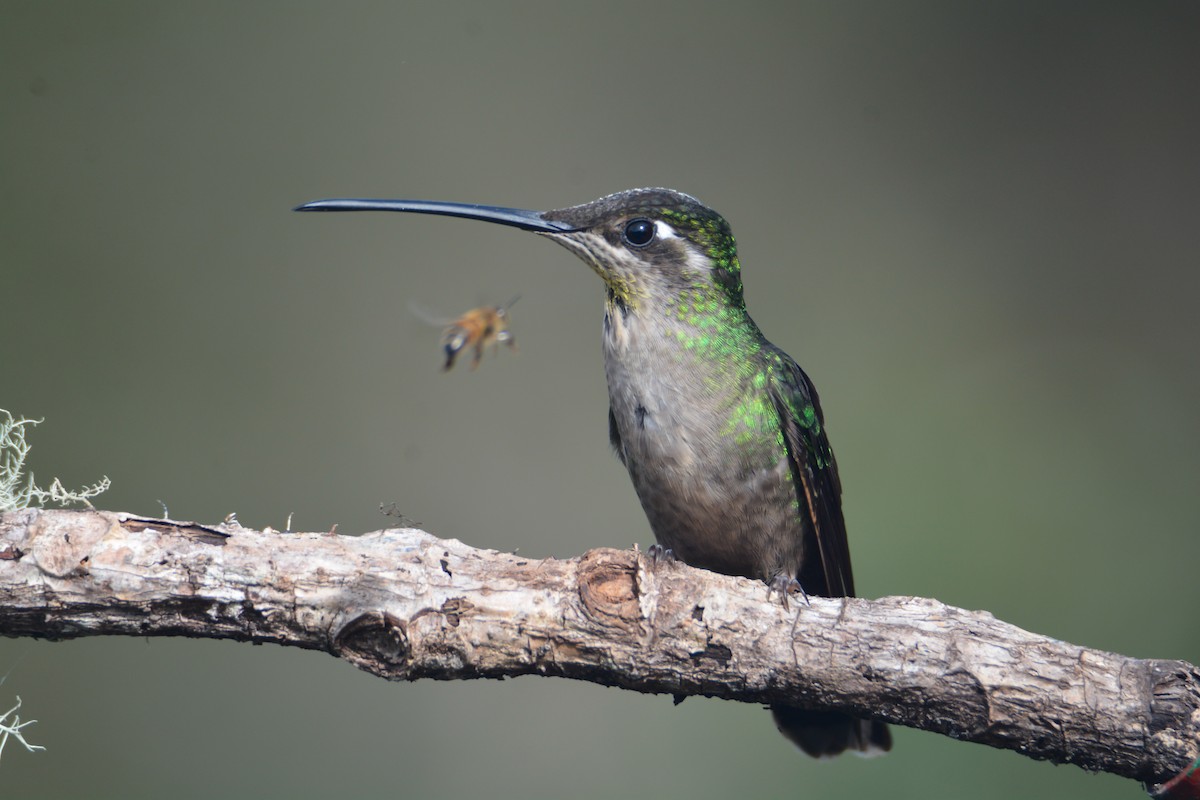Talamanca Hummingbird - ML646389854
