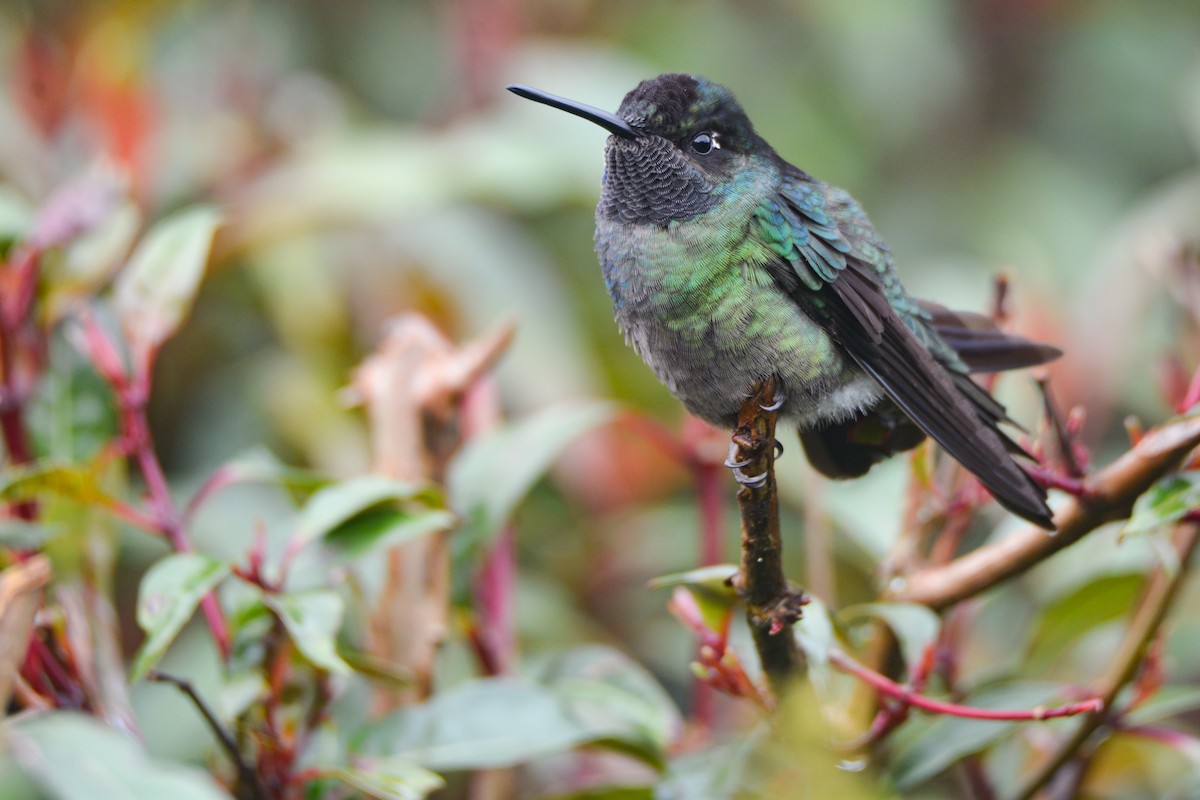 Talamanca Hummingbird - ML646389855