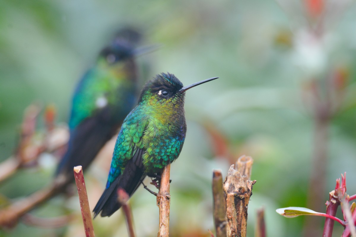 Fiery-throated Hummingbird - ML646389856