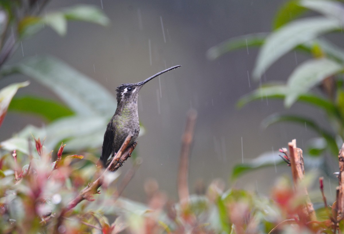 Talamanca Hummingbird - ML646389857