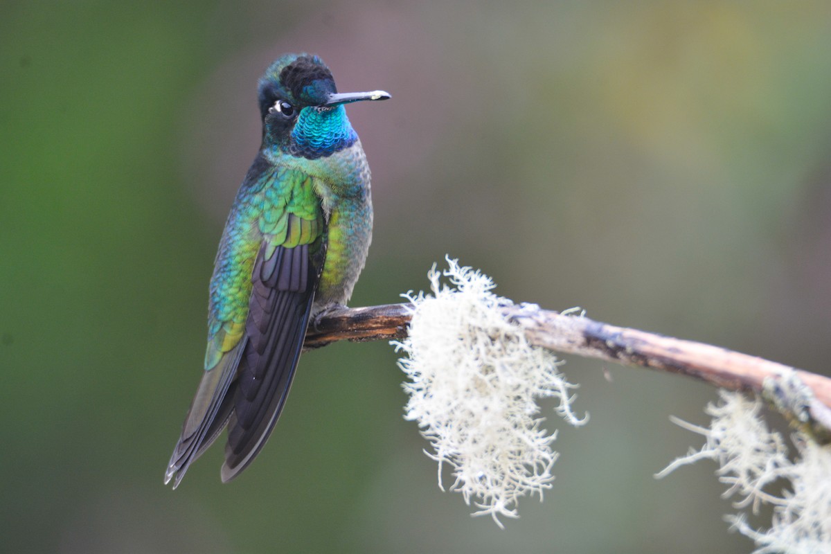 Talamanca Hummingbird - ML646389858