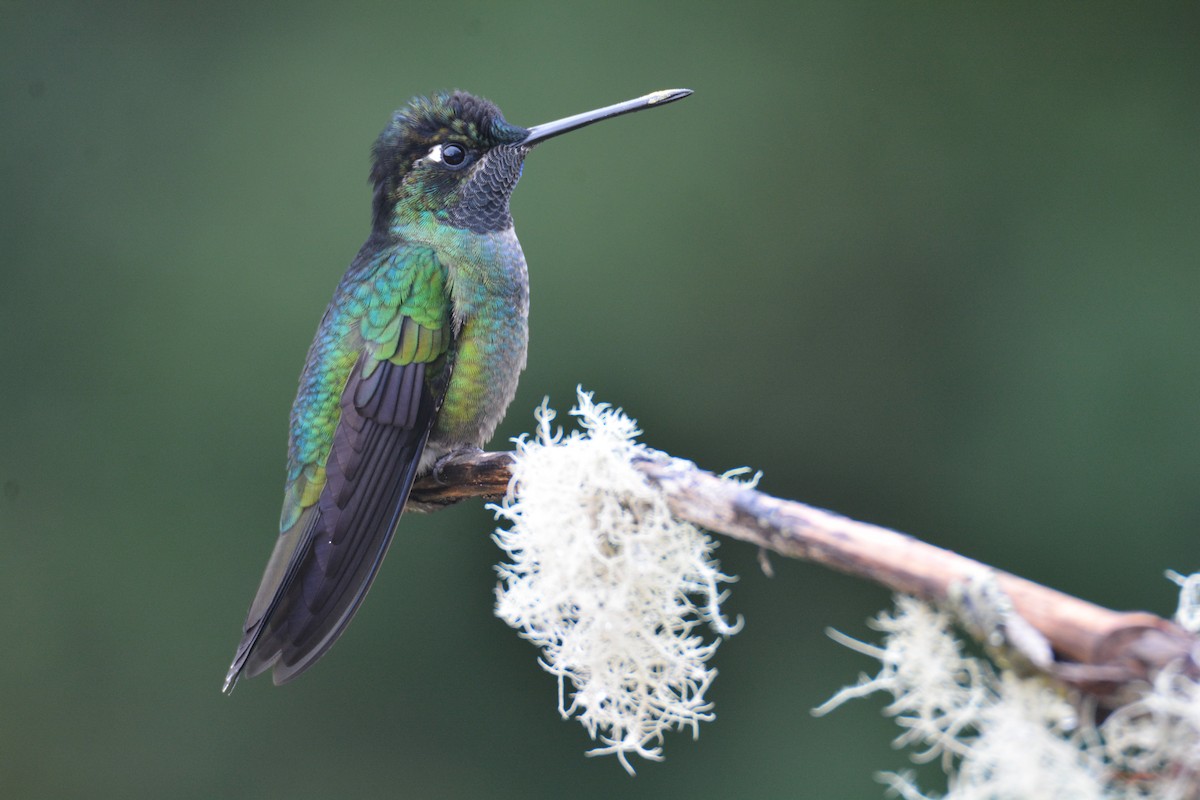 Talamanca Hummingbird - ML646389859