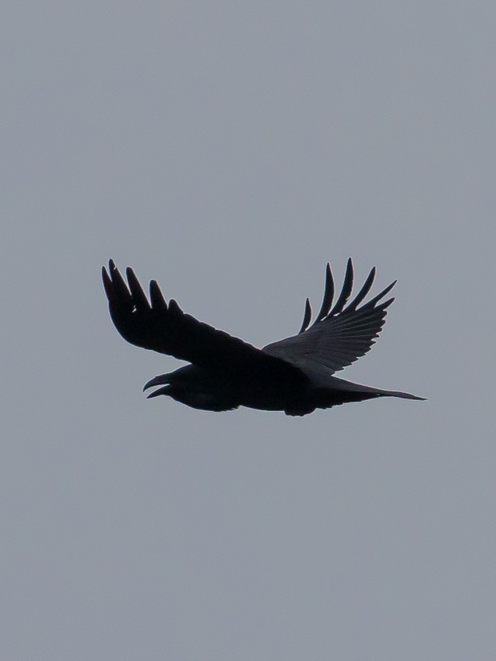 Common Raven - ML646389860