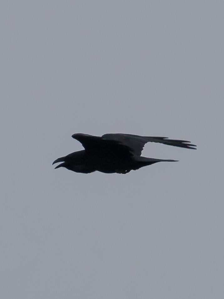 Common Raven - ML646389861