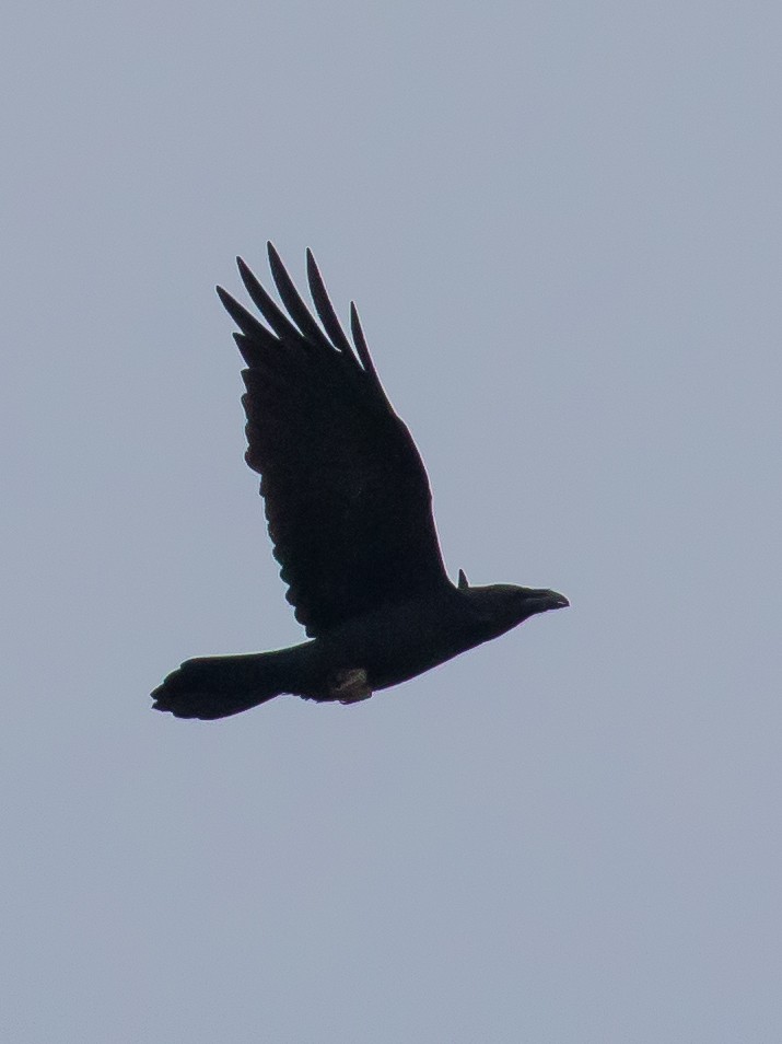 Common Raven - ML646389862