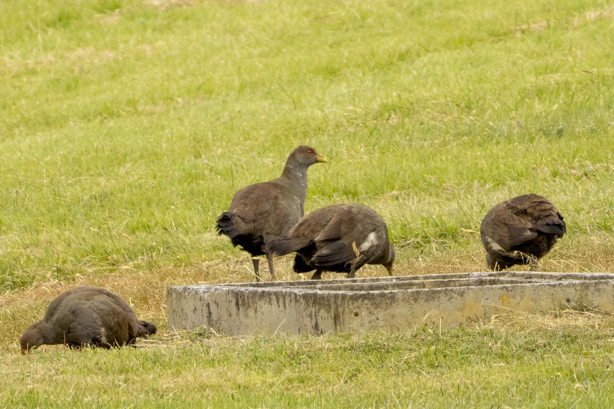 Tasmanian Nativehen - ML646389863