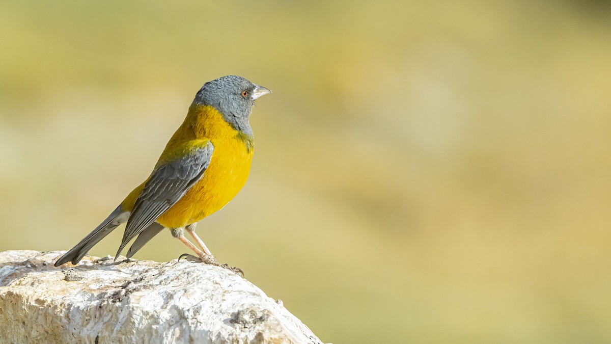 Peruvian Sierra Finch - ML646389864