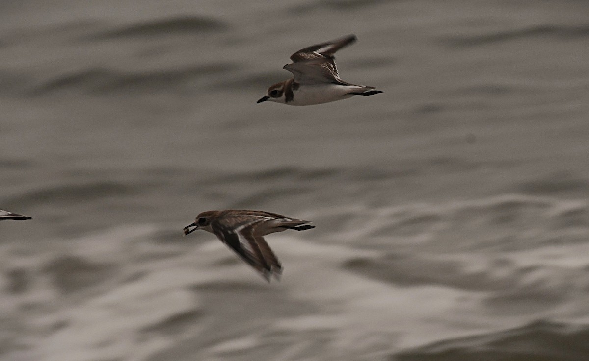 青藏鴴 - ML646389865