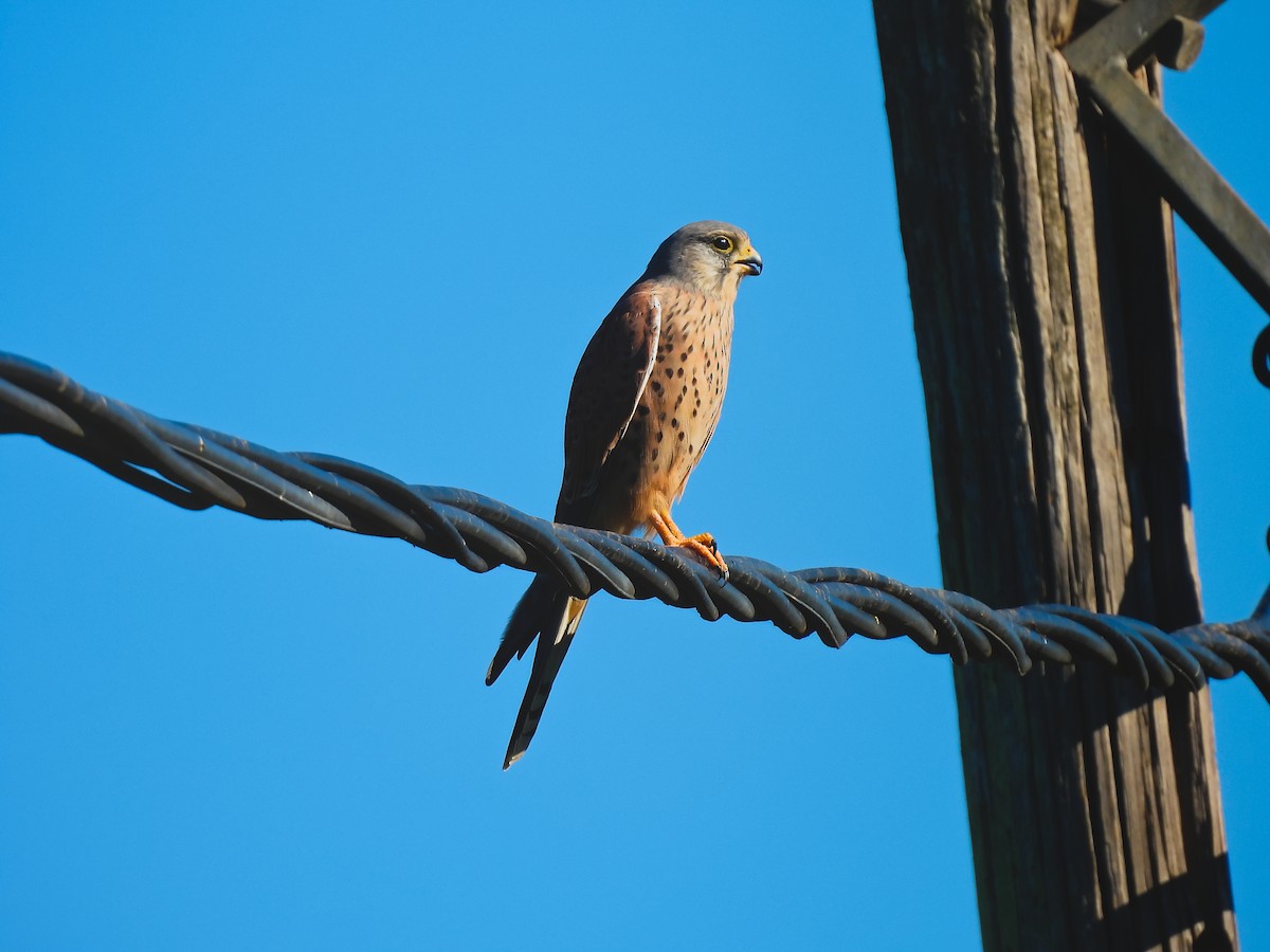 Eurasian Kestrel - ML646389866
