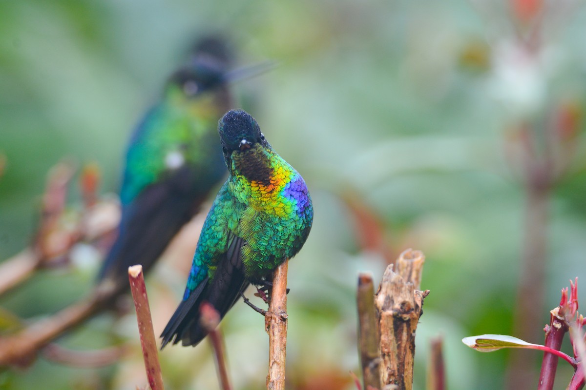 Fiery-throated Hummingbird - ML646389867