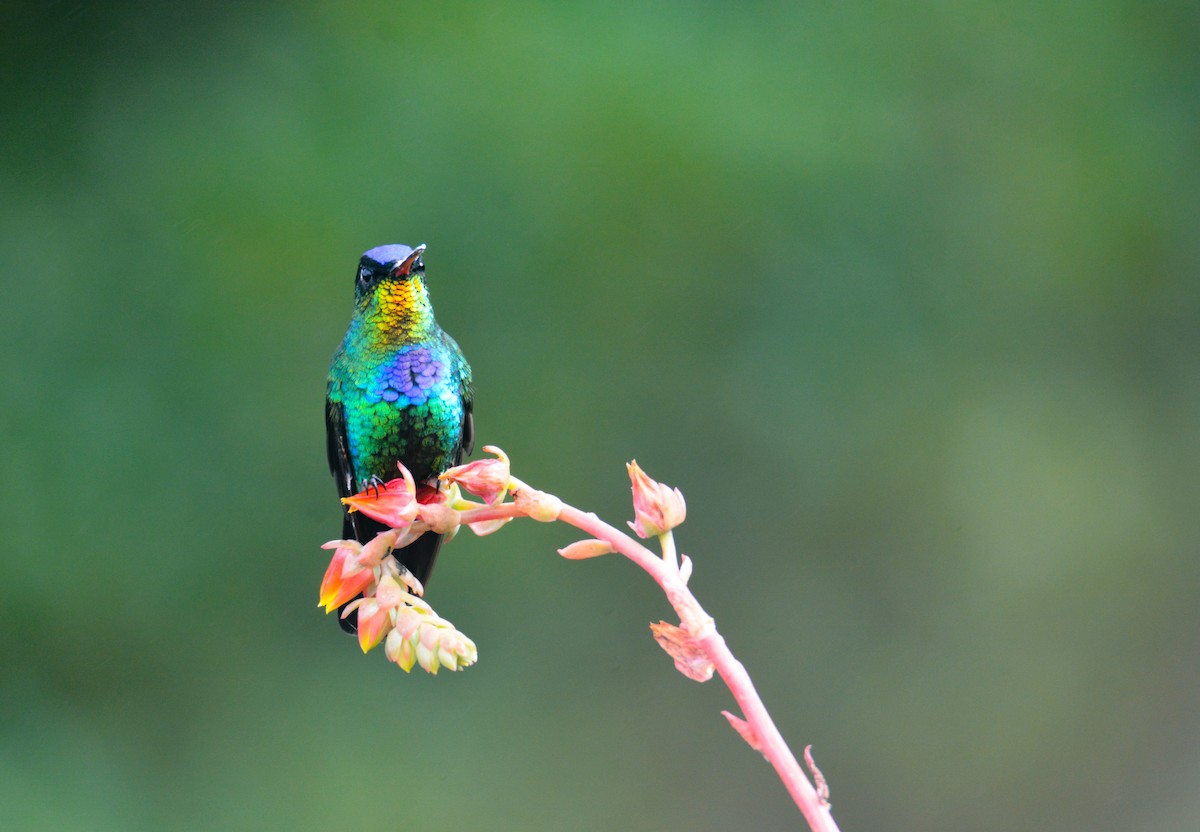 Fiery-throated Hummingbird - ML646389868