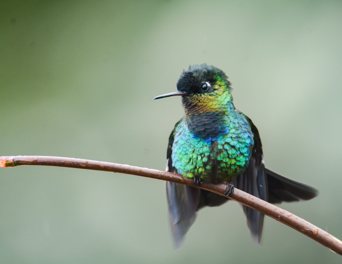 Fiery-throated Hummingbird - ML646389869